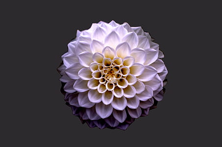 White and Purple Petaled Flower thumbnail