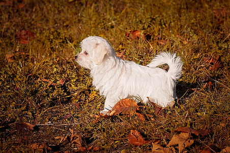 focus photo of adult white Havanese on grass field thumbnail