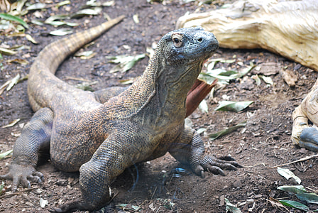 monitoring lizard on ground thumbnail
