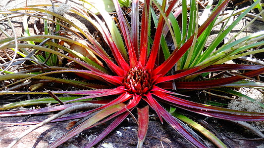 red and green spiky plant thumbnail