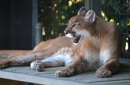 brown and white lioness lying on wooden ground thumbnail