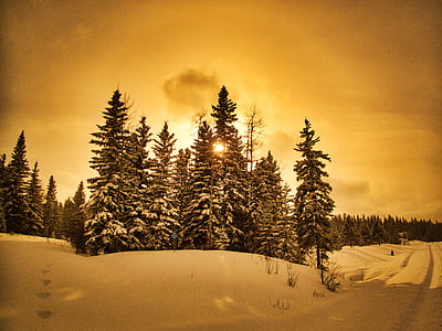 snow covered trees and road thumbnail