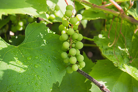 Green grapes on vine thumbnail