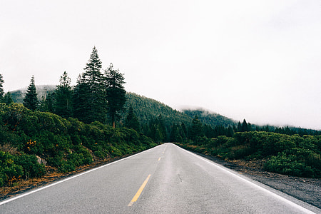 gray asphalt road surrounded with trees thumbnail