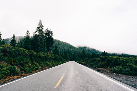 grey asphalt road with green trees thumbnail