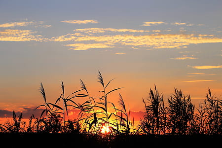 silhouette of plants during golden hour thumbnail