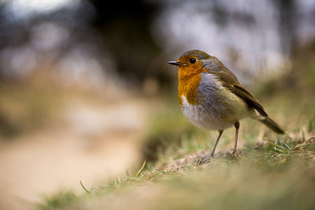 selective focus photography of brown and white bird thumbnail