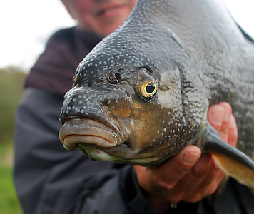 person holding brown and black catfish thumbnail