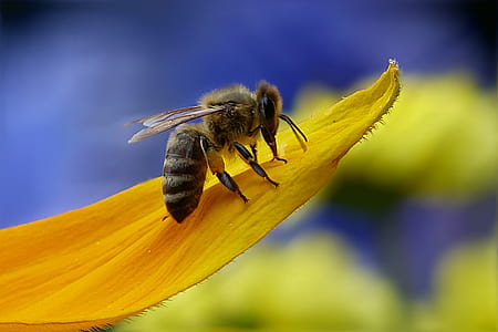 honey bee perching on yellow petaled flower in close-up photography thumbnail