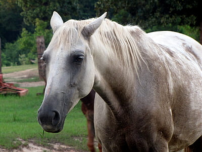 white and brown horse on grass thumbnail