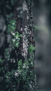 shallow focus photo of green grass thumbnail