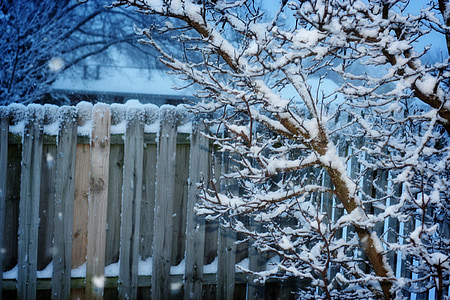 snow on tree branches thumbnail