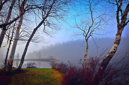 bare trees beside body of water thumbnail