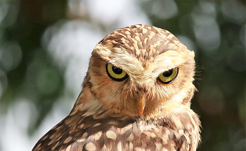 tilt shift photo of brown owl thumbnail
