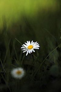 close up photography of white petaled flower during daytime thumbnail