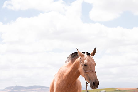 brown horse under white clouds thumbnail