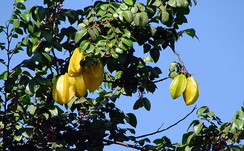 yellow and green star fruit taken at daytime thumbnail