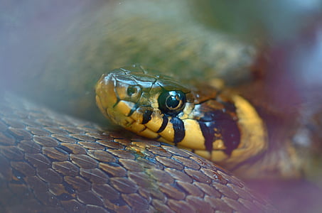 close view of yellow and brown snake thumbnail