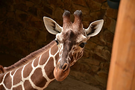 close-up photography of giraffe thumbnail