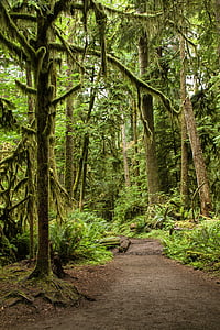 green forest during daytime thumbnail