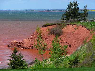 green leafed trees near body of water thumbnail