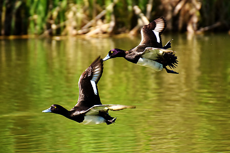 two white-and-black ducks flying thumbnail
