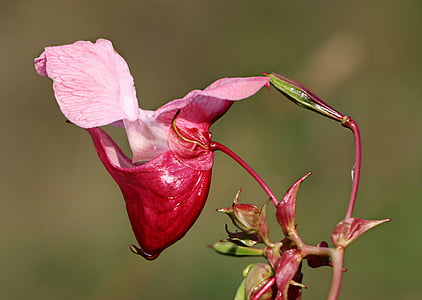 pink petal flower shallow focus photo thumbnail
