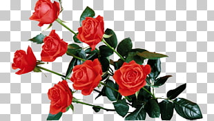 Rose Gif Png Cliparts For Free Download Uihere