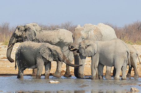 group of elephant playing in lake thumbnail