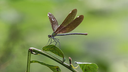 dragonfly on green plant thumbnail