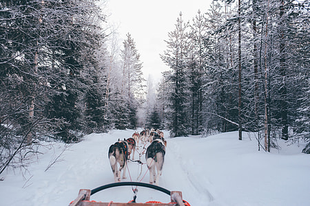 several wolves walking on snowfield thumbnail