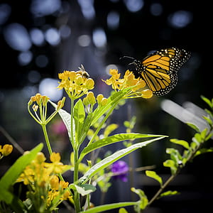 Danaus plexippus butterfly perching yellow petaled flower at daytime thumbnail