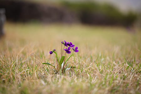 purple petaled flowers selective focus photography thumbnail