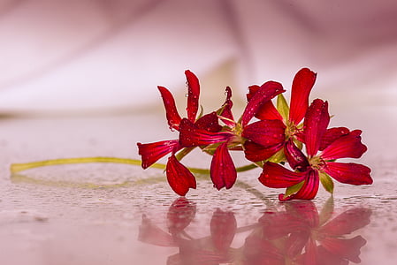 red petaled flowers in bloom selective focus photo thumbnail