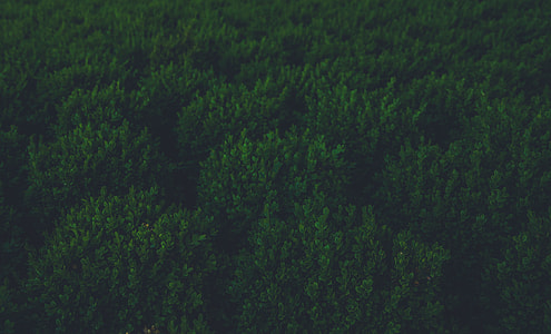 close up photography of green grasses thumbnail