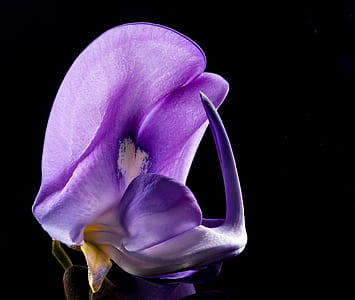 close up photo of purple petaled flower thumbnail