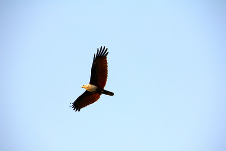 brown and white eagle thumbnail