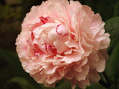 macro photo of pink peony in bloom thumbnail