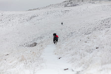 short-coated black dog at daytime thumbnail