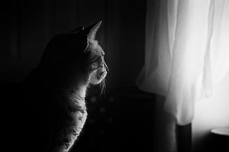 grayscale photo of a cat near window curtains thumbnail