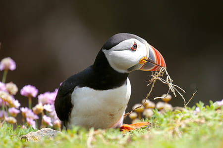 Puffin building nest thumbnail