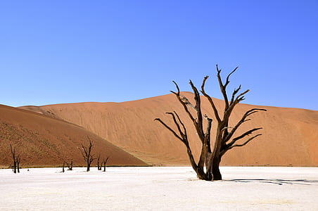 tree on white sand during daytime thumbnail