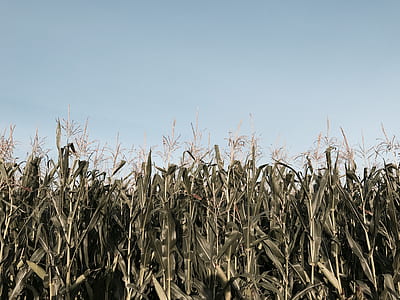 green corn field thumbnail
