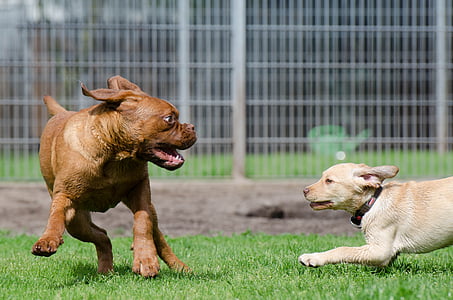 brown and white puppies playing on green grass field thumbnail