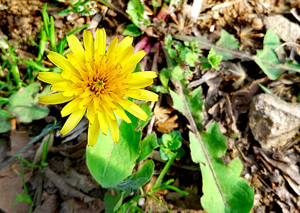 Dandelion, Flowers And Plants thumbnail