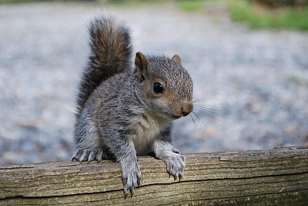 shallow focus photography of gray and brown squirrel on brown wood thumbnail