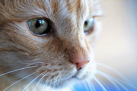 close-up photography of orange tabby cat thumbnail