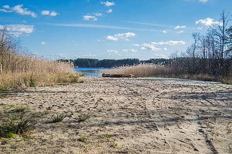 Sandy shore of a forest lake with reeds in the background of blue sky with clouds thumbnail