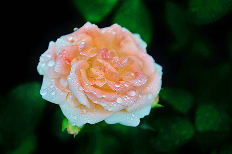 close-up photo of white and orange rose flower with water droplets thumbnail