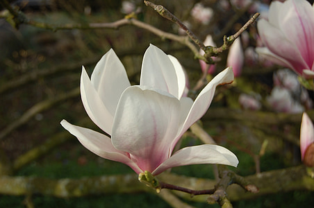 selective focus photography of white-and-pink petaled flower thumbnail